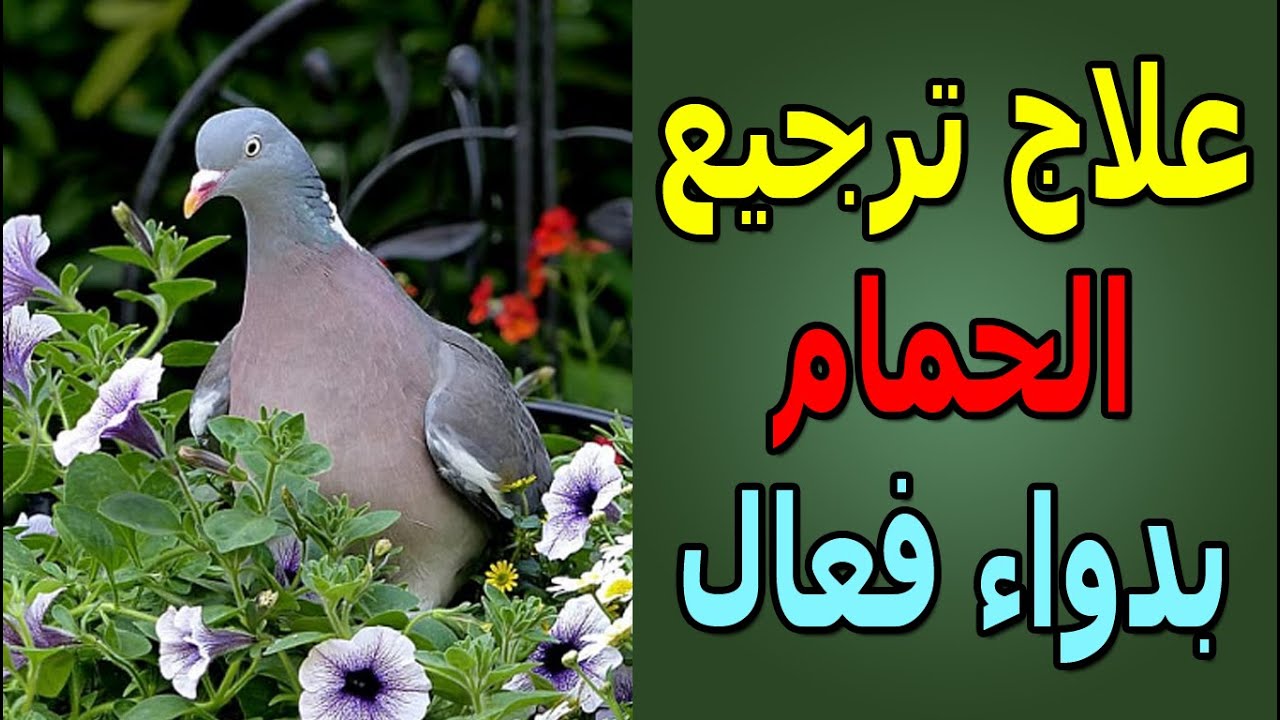 الترجيع عند الحمام ما هي أسباب ترجيع الحمام دواء فعال لعلاج الترجيع بدون أي تكاليف هيخلي صحتهم كويسة