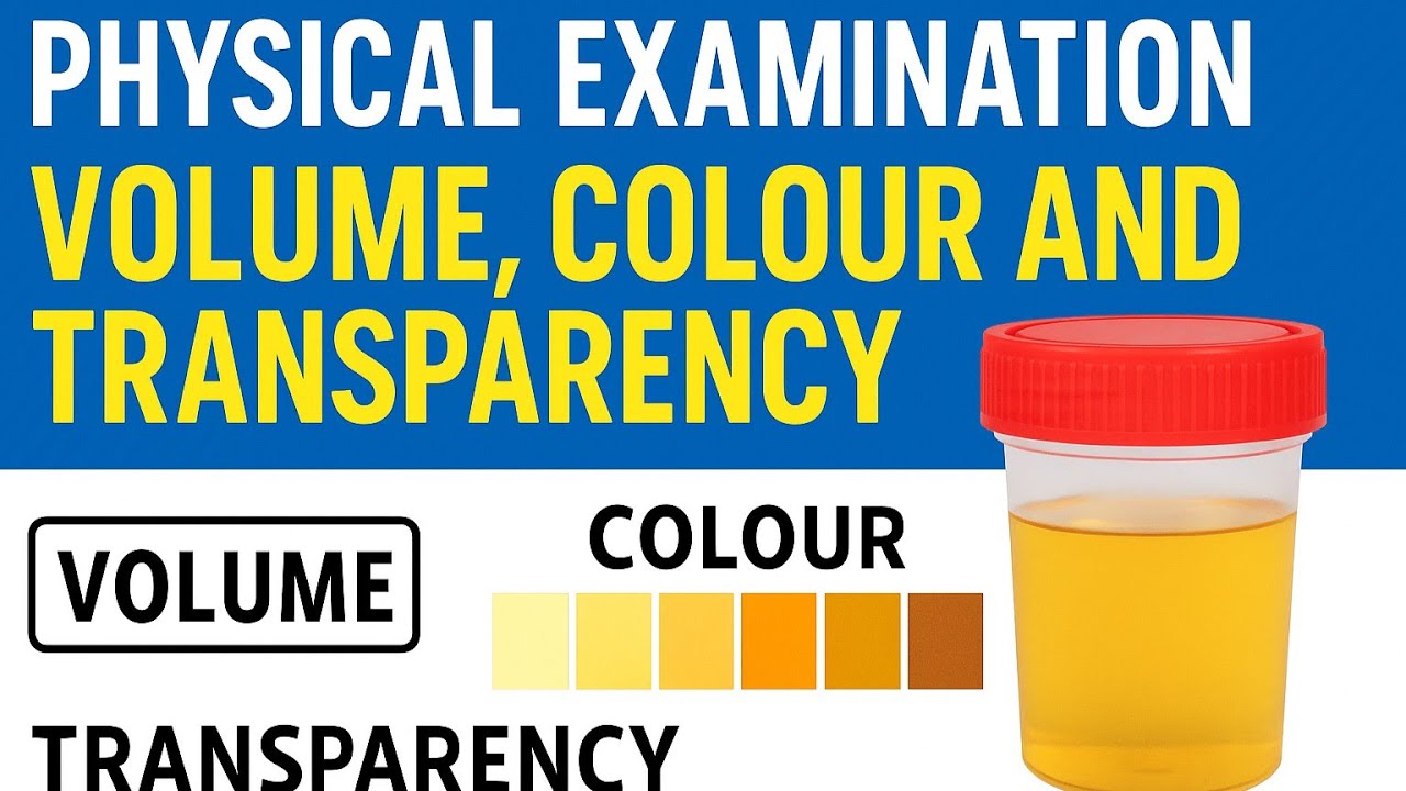 PHYSICAL EXAMINATION Of URINE | Volume | Color | Transparency | MLT | Urine Routine Test💯🔥