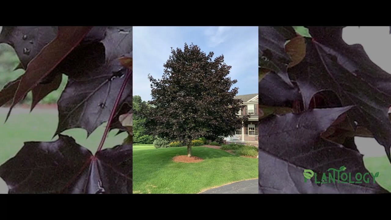 Crimson King Norway Maple