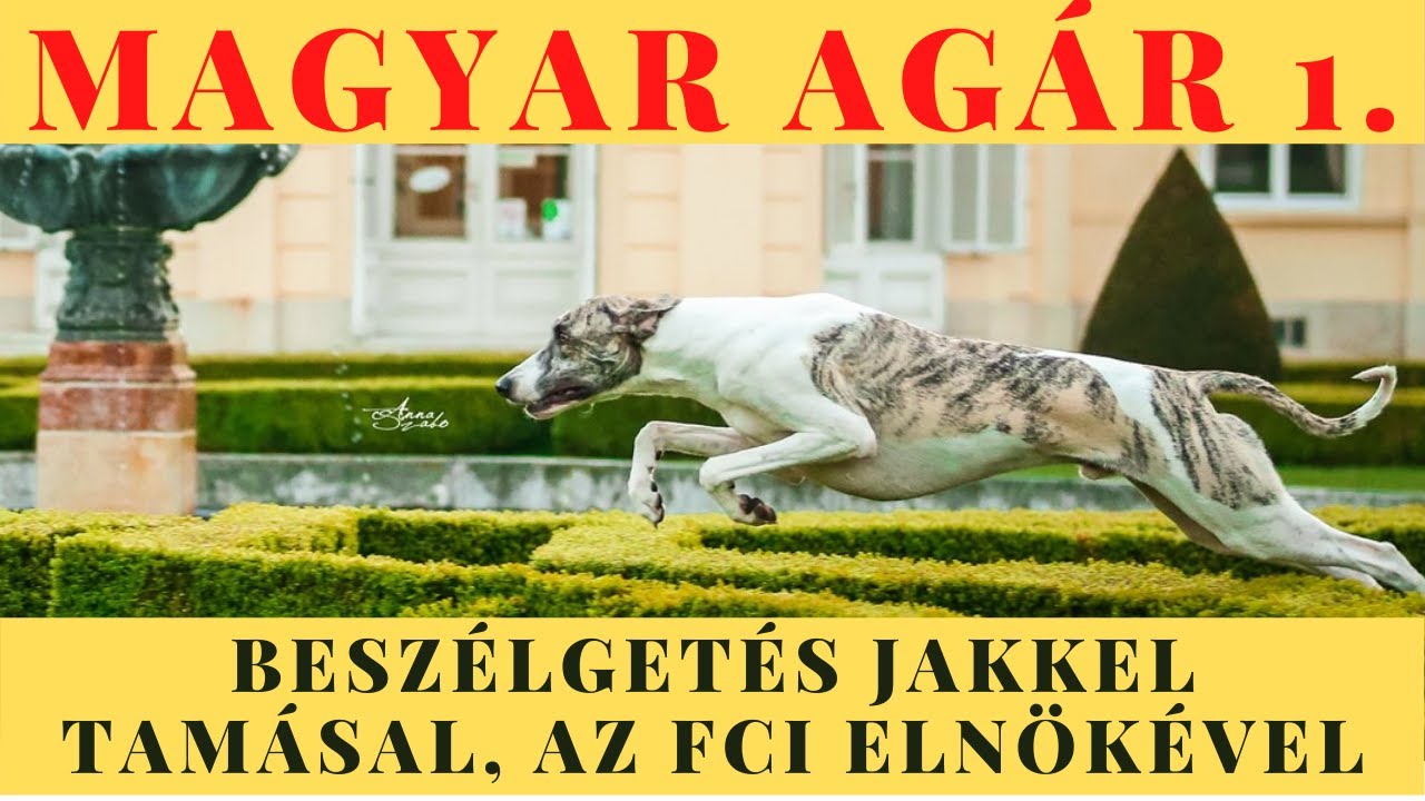 A MAGYAR AGÁR - Beszélgetés Jakkel Tamással, az FCI elnökével!  DogCast TV!