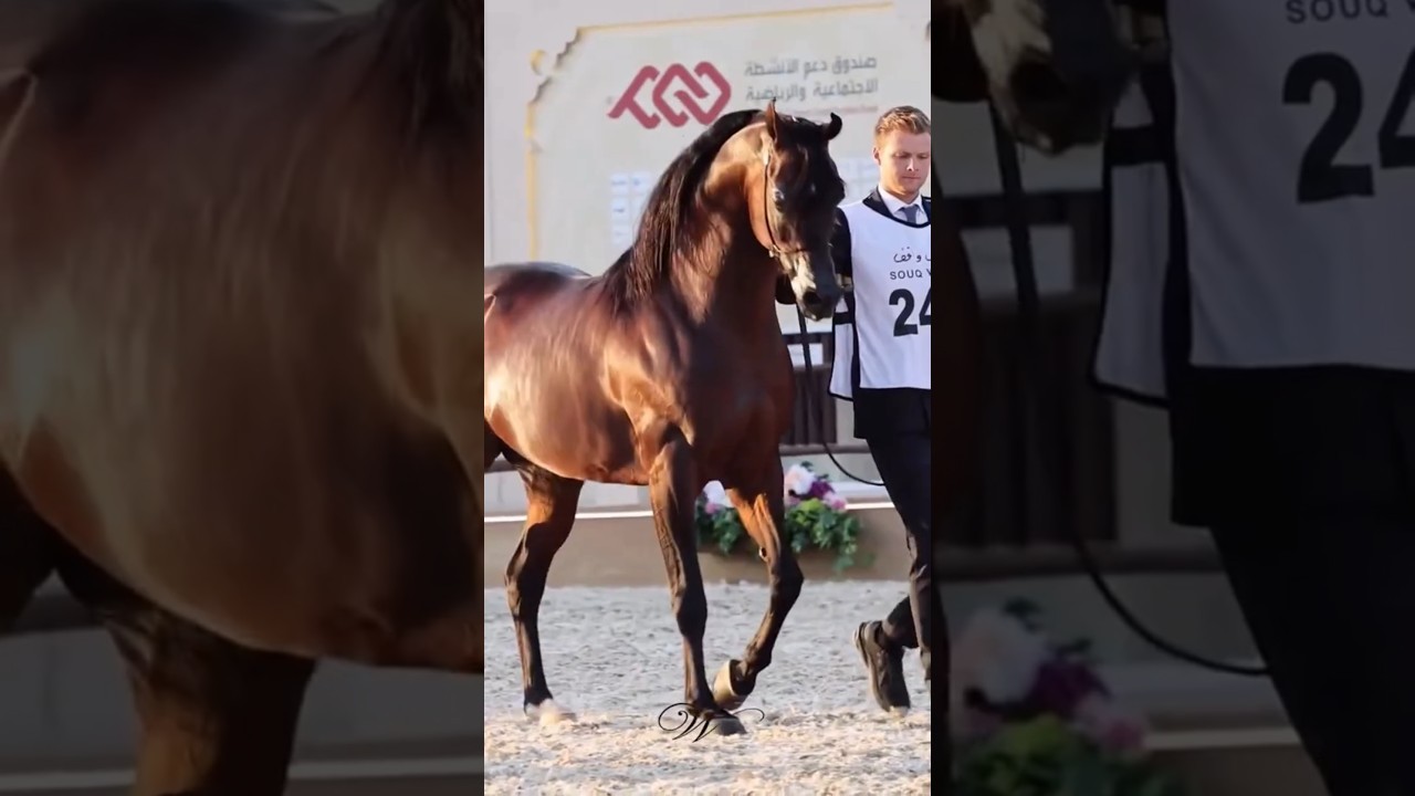 Arabian Horse Goes Viral Unbelievable Moves & Beauty #horse #arabian #viral #moves #beauty #اكسبلور