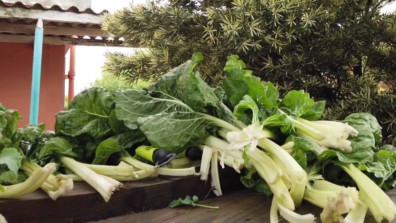 iGardi Harvest at Charlestonhill Hill Secondary School