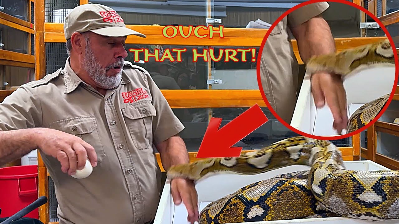 Giant Python BITES Me While Protecting Her Eggs! 😱🐍