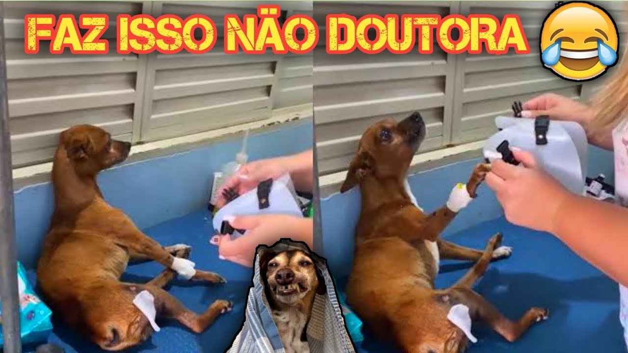 caramelo conversa com a doutora 😂🤣 vídeos de animais engraçados 😂 #caramelo #dogs #petsengracados