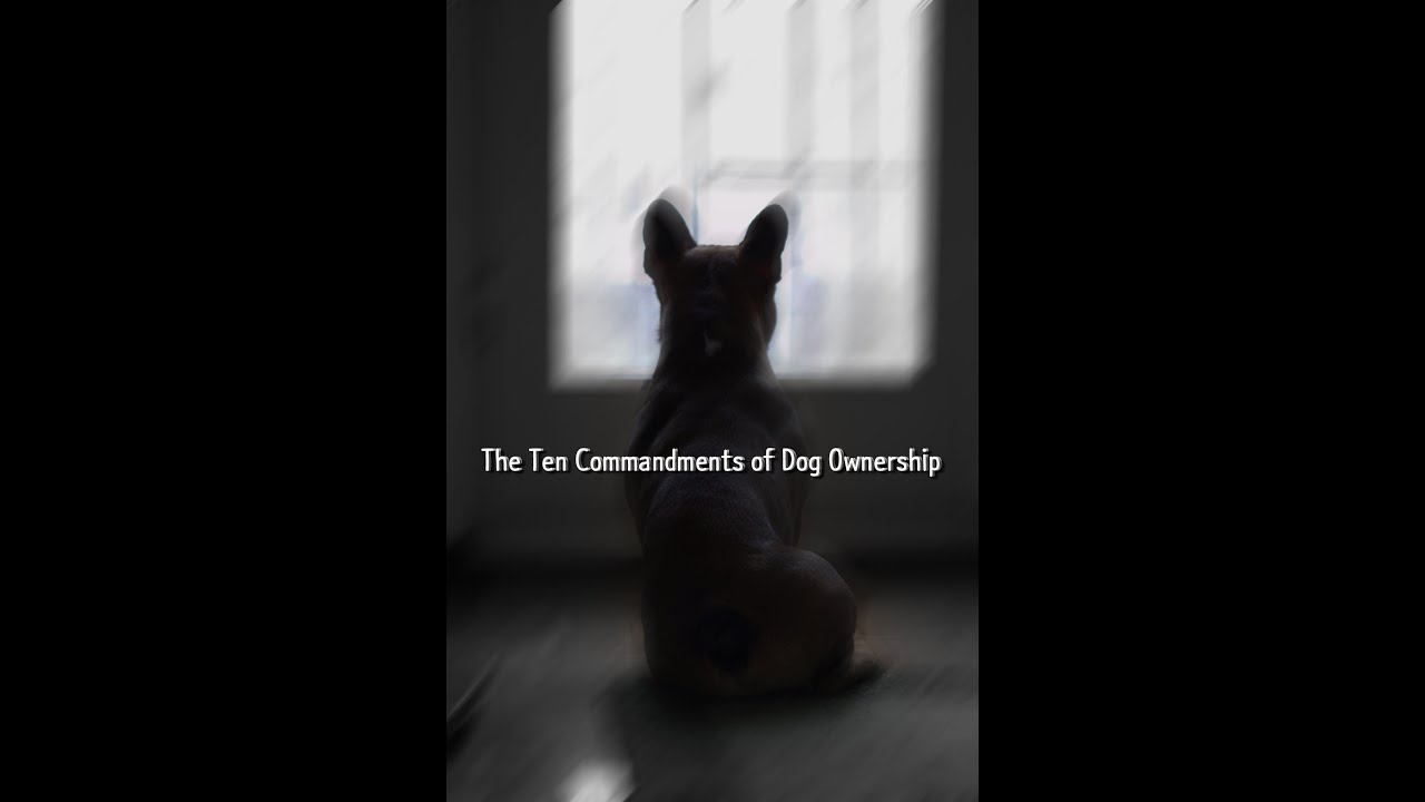 The Ten Commandments of Dog Ownership / Ten Commandments For Pets