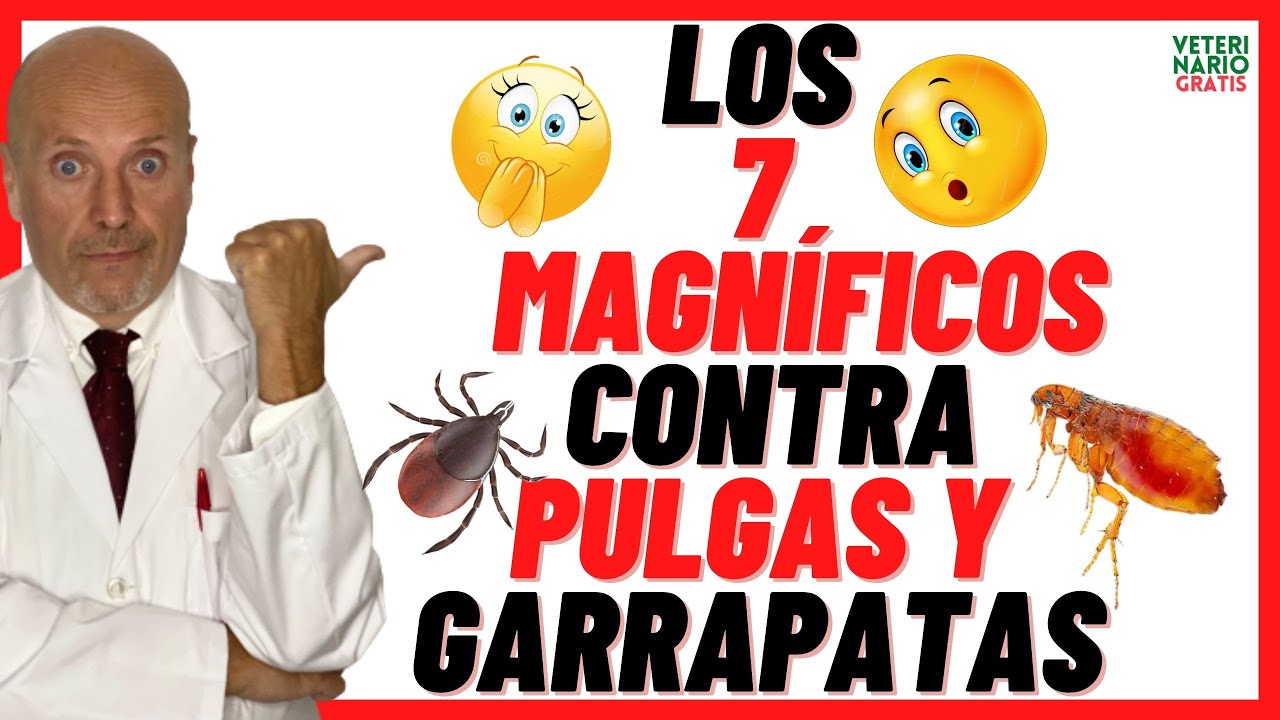 ✅ 7 REPELENTES CASEROS E INSECTICIDAS NATURALES  ✅ CONTRA PULGAS Y GARRAPATAS ✅EN PERROS Y GATOS