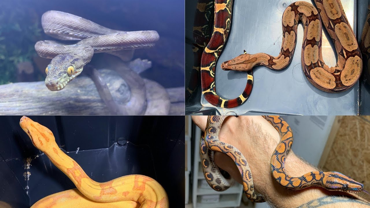TOUS mes BOIDÉS ( BOA, CORALLUS, EPICRATES, CANDOIA )