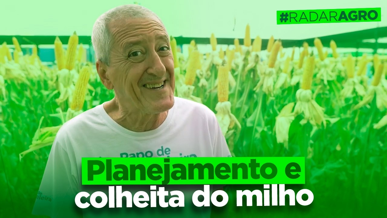 O milho avança no Brasil com alimento e etanol! | Programa Radar Agro