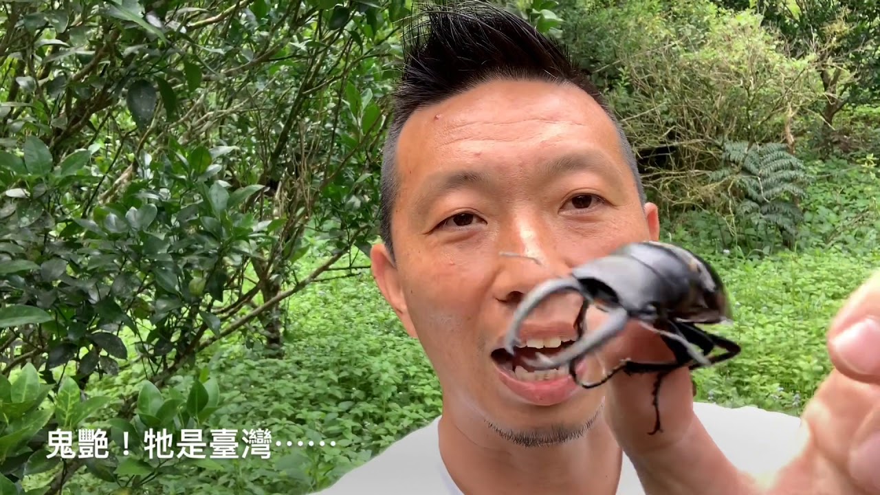 熱血阿傑超狂生態課！柑桔園找昆蟲-長牙鬼艷鍬形蟲Odontolabis siva parryi扁鍬形蟲