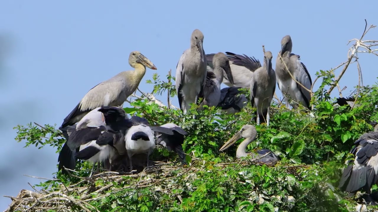 Mystery Of Bird Life Living at Flooded Forest  In The Beautiful World  the 00191