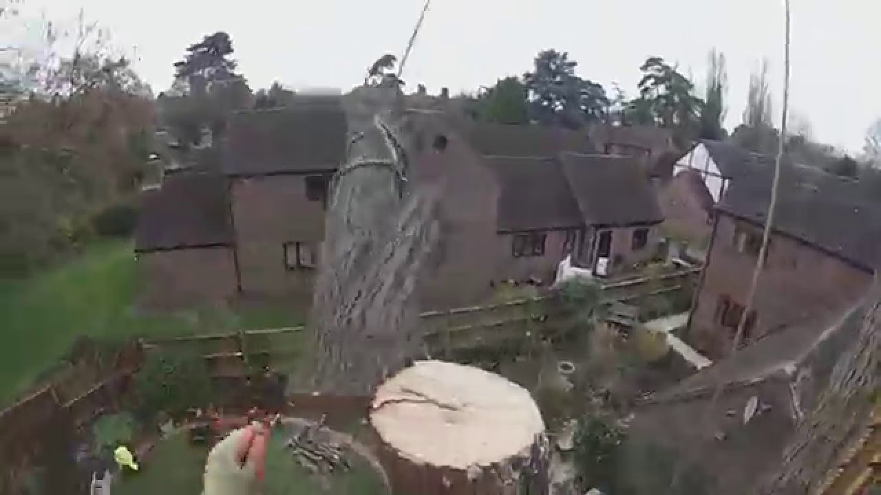 Ash Tree Pollard