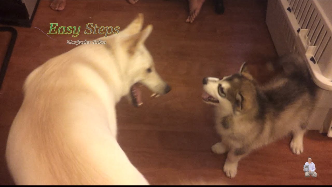 Alaskan Malamute Puppy Fighting With Big German Shepherd Dog