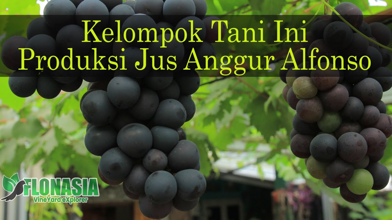 [Bisa Ditiru] Kelompok Tani Anggur Ini Sukses Produksi Jus Alfonso