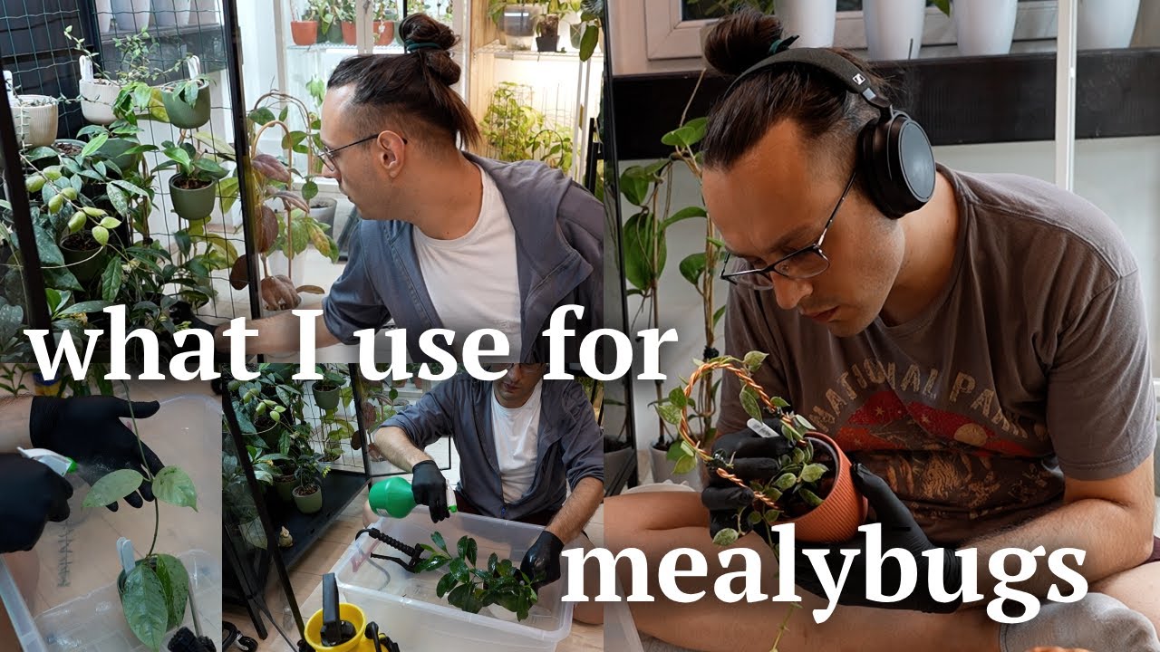 3 different mealybug treatments I am using RIGHT NOW on my Hoyas