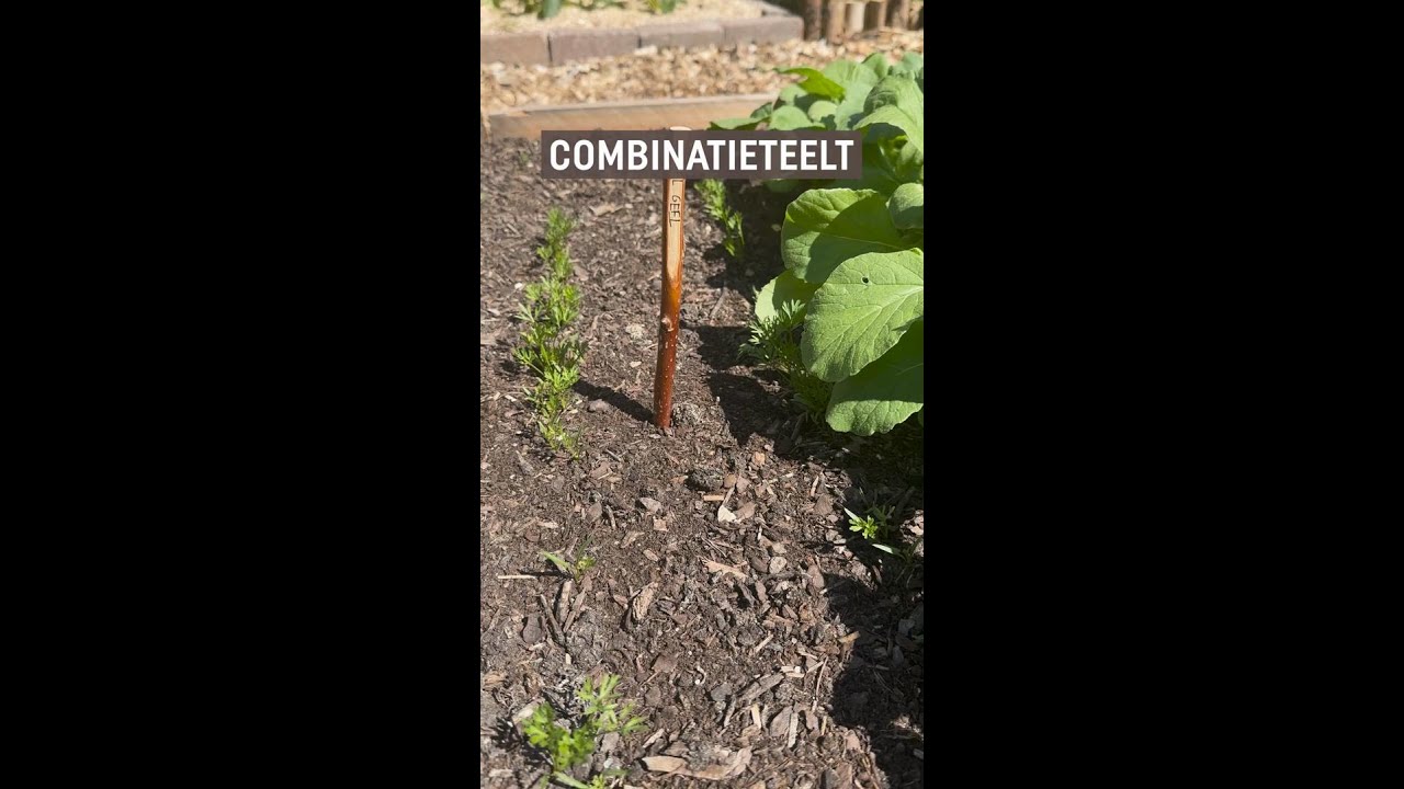 Slimme combinaties voor een gezonde moestuin!