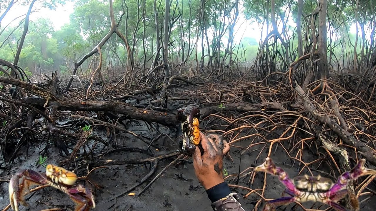 PESCARIA DE CARANGUEJO NO MANGUEZAL! A AGUA DA CHUVA AJUDOU!