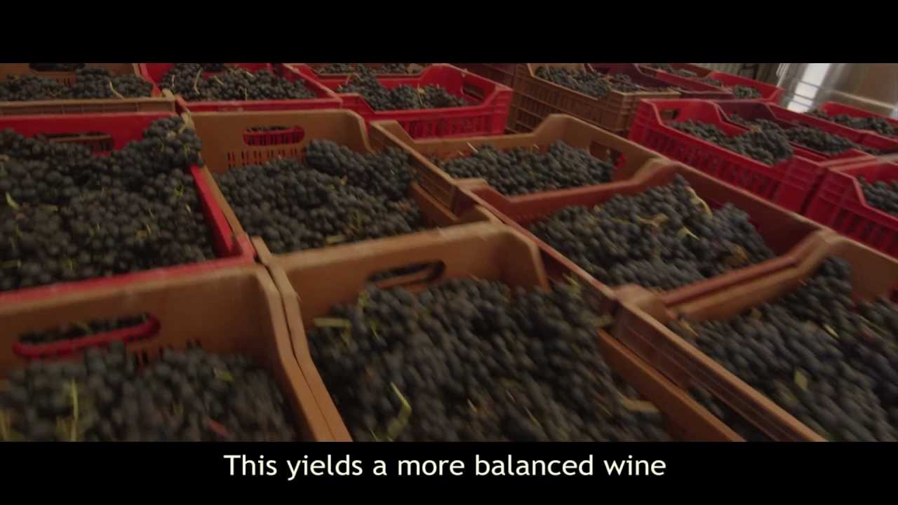 Castigno LIVE grape harvest (Ep5): when to pick?