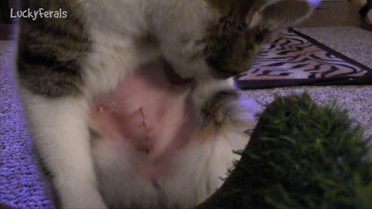 Cat Spay Neuter Recovery Aftercare - Female And Male