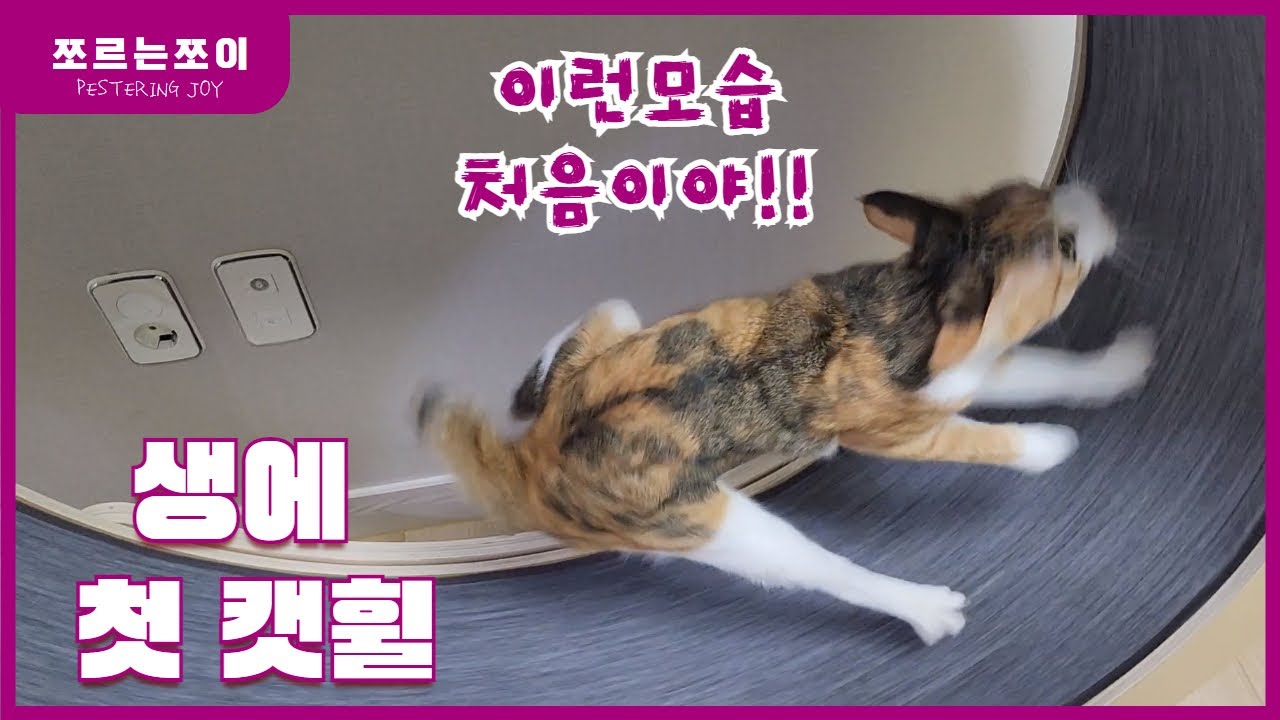 조이의 생애 첫 캣휠에 역대급 반응