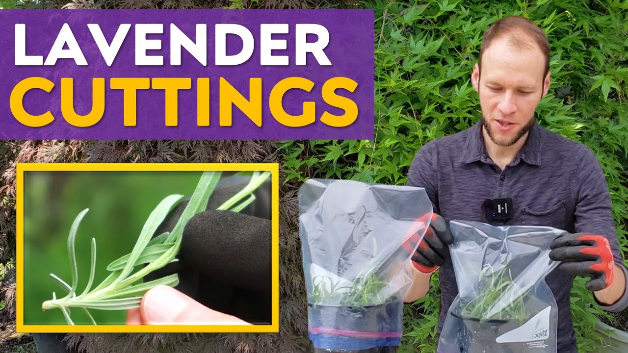 Growing Lavender from Cuttings + 3 Propagation Tray Ideas