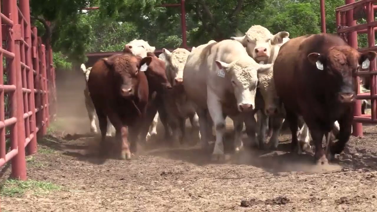 How to get started leasing bulls for your cattle operation