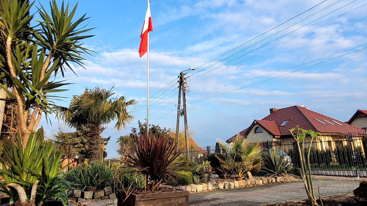 611#. Yucca Gigantea- juka gwatemalska- przesadzanie i wyprowadzka do ogrodu.