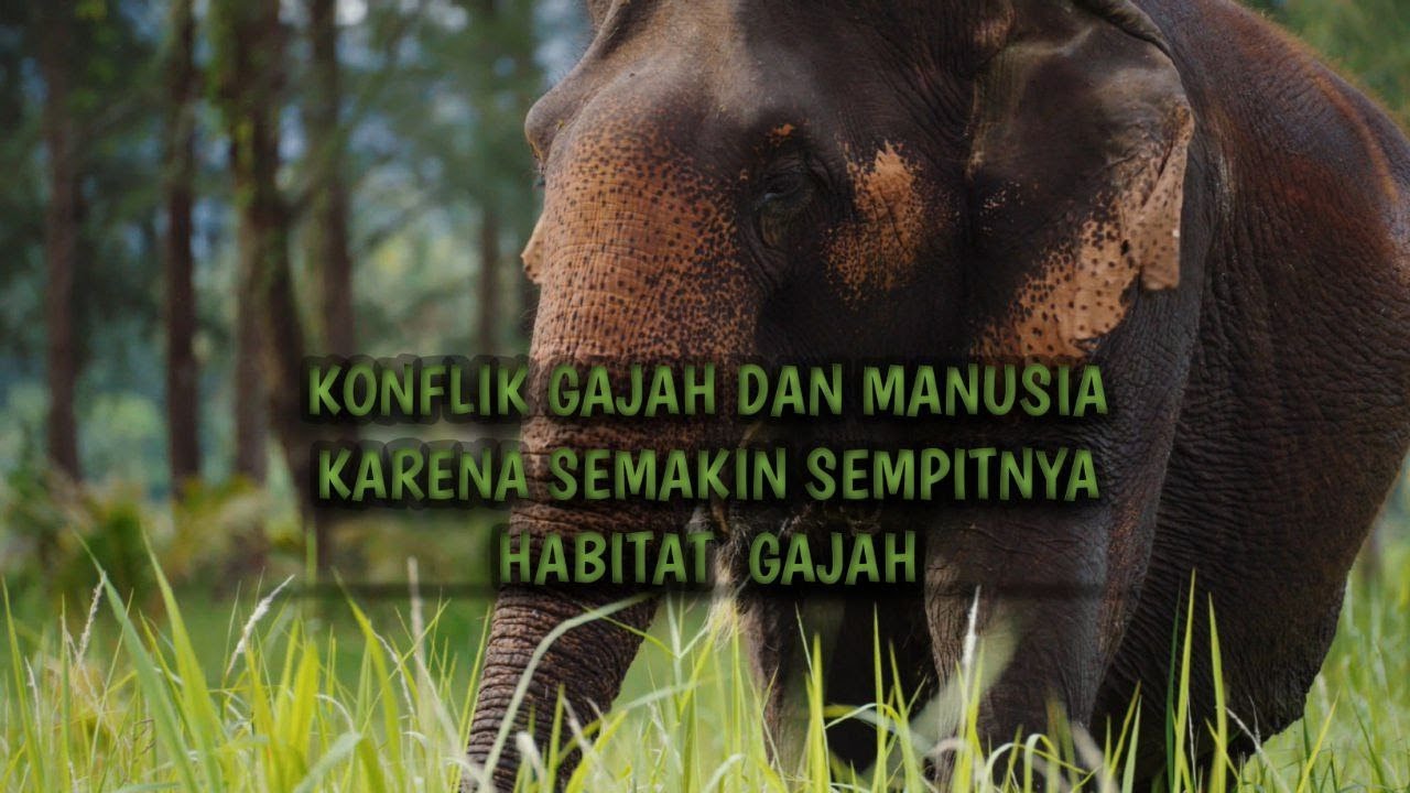 KONFLIK GAJAH DAN MANUSIA KARENA SEMAKIN SEMPITNYA HABITAT GAJAH