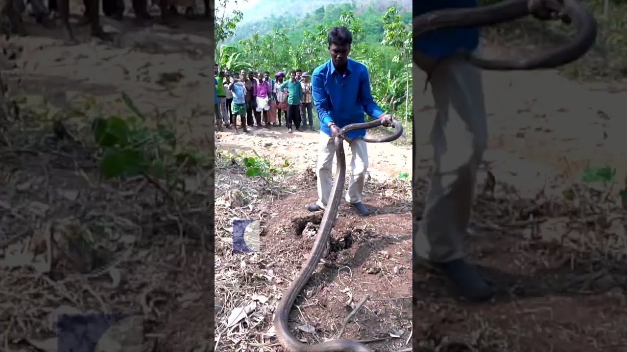 രണ്ട് രാജവെമ്പലകൾ മരകുറ്റിക്ക് അടിയിൽ,പിടികൂടി വാവ സുരേഷ് #vavasuresh #snakemaster #cobra