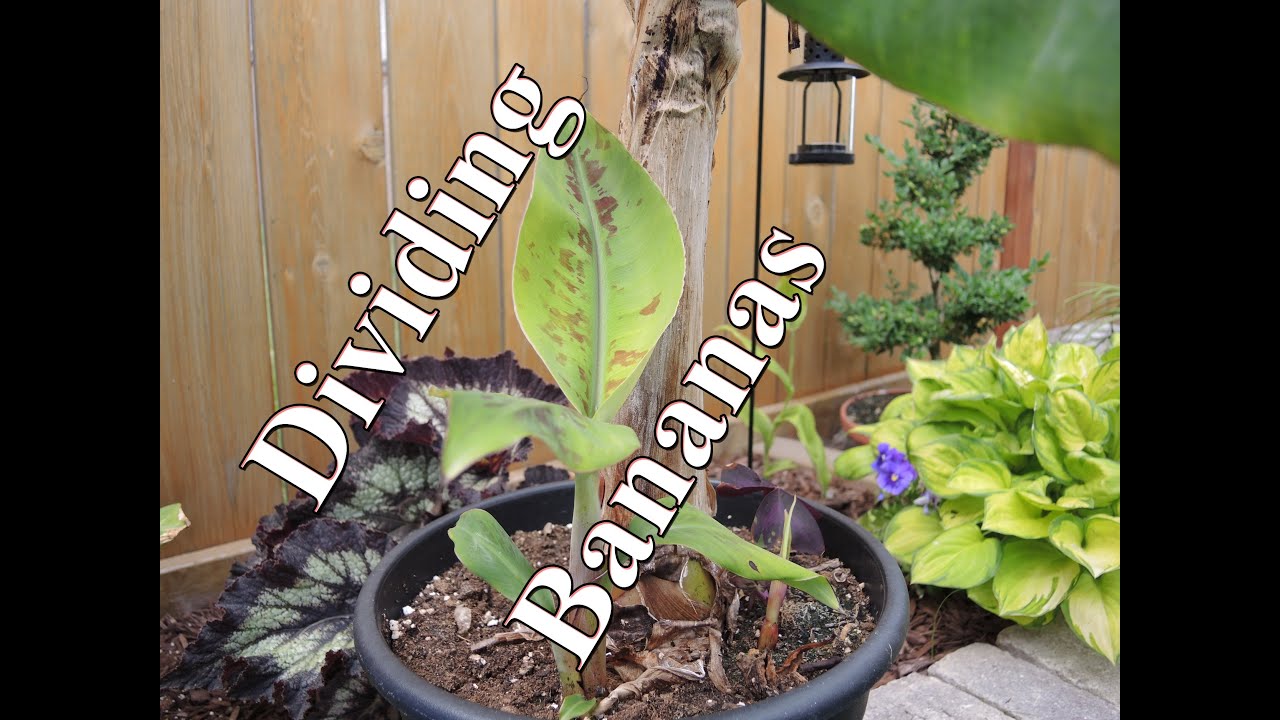 Dividing Banana Plants - Musa