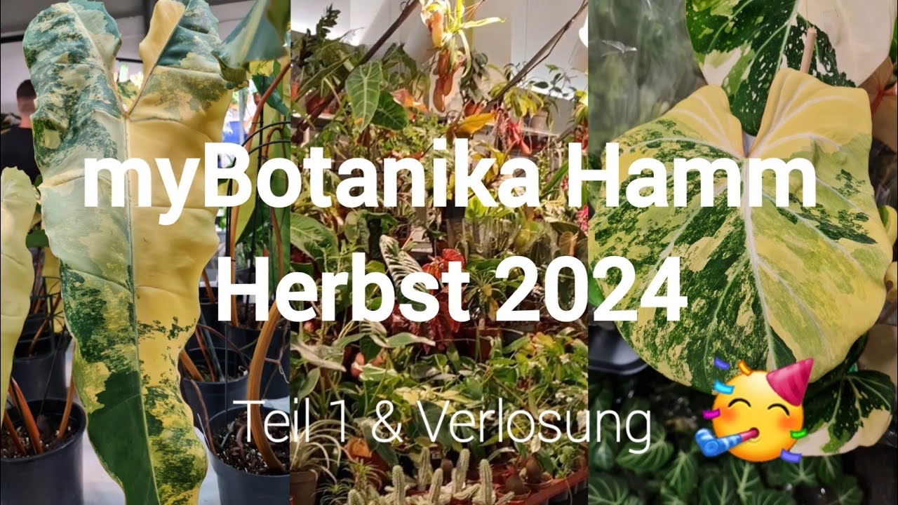 myBotanika Hamm Herbst 2024 🌱 | Teil 1 & Verlosung 🥳