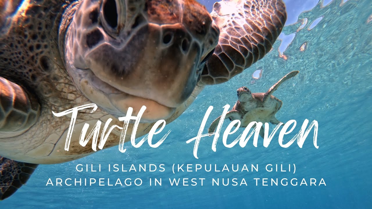 Turtle Heaven: Dive into the World of Gentle Giants #giliair #scubadiving
