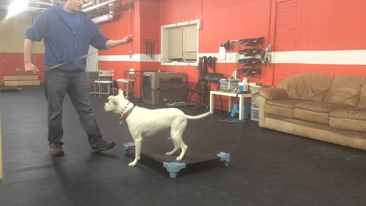 Place Command nervous dog | Solid K9 Training