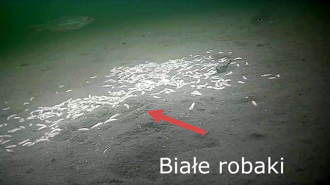 Reakcja ryb na Białe robaki