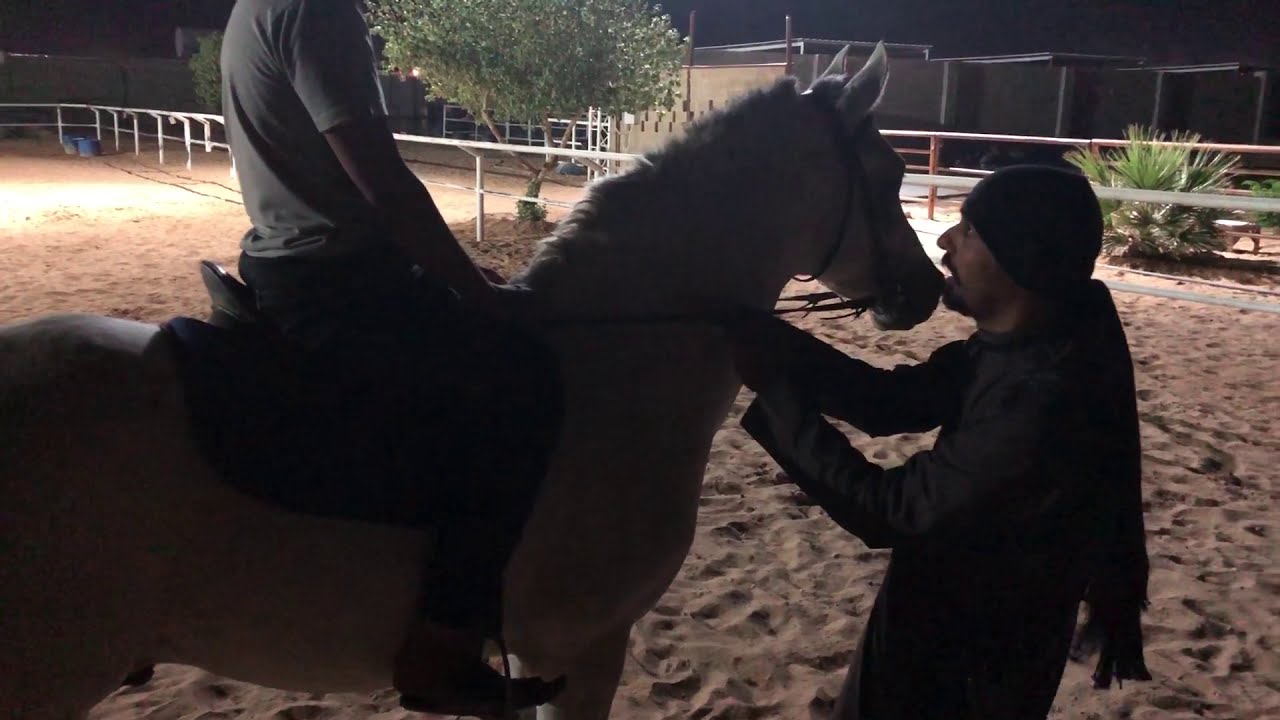 من مقاطع دوراتي التعليمية في ركوب الخيل والتعامل معها