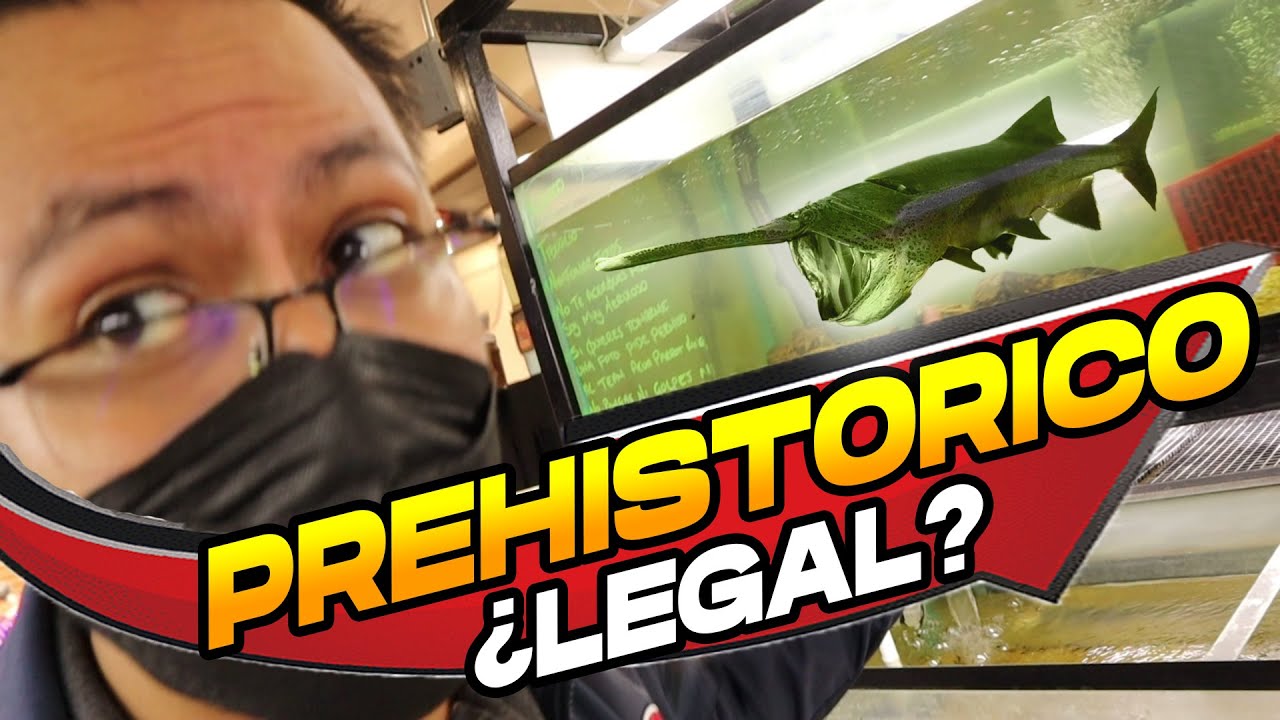 Compre un PEZ PREHISTORICO REAL (paddle fish)