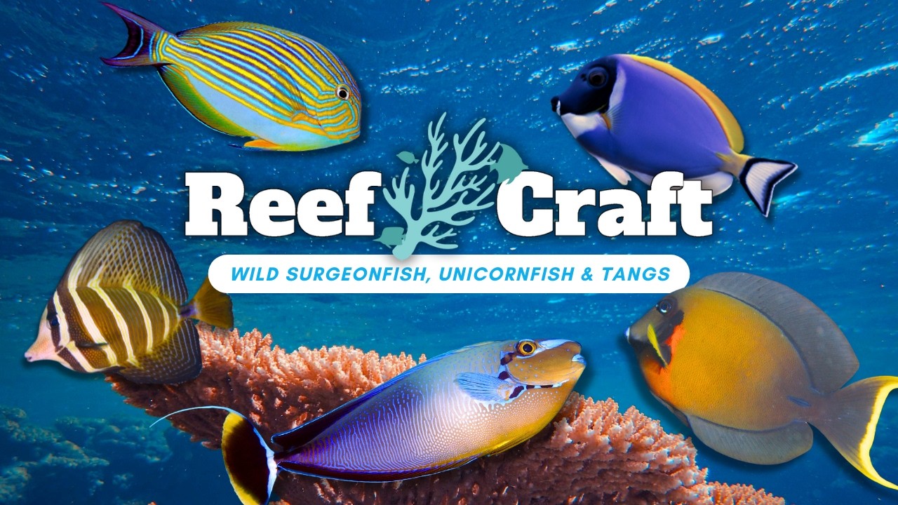 Let’s Explore Wild Surgeonfish, Unicornfish & Tangs: Uncover Aquarium Favourites Wild Behaviours!