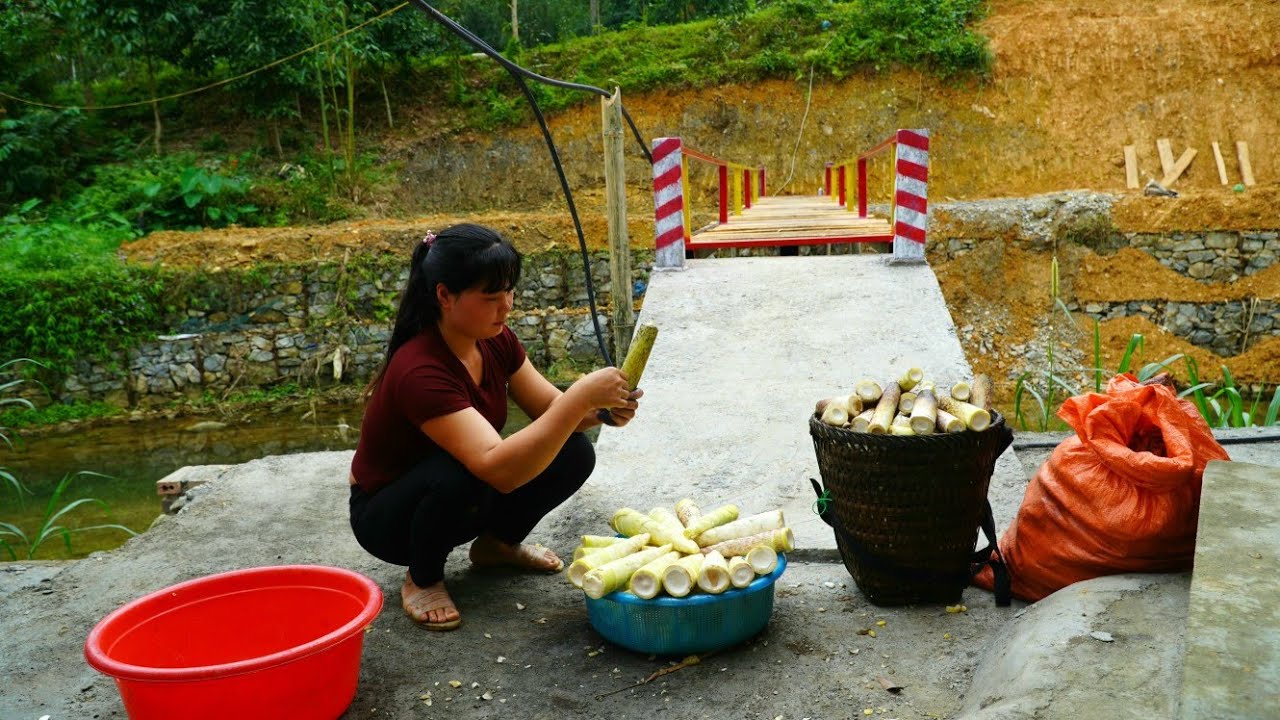 Fresh bamboo shoots are harvested from the forest, preserved, and used in traditional dishes.