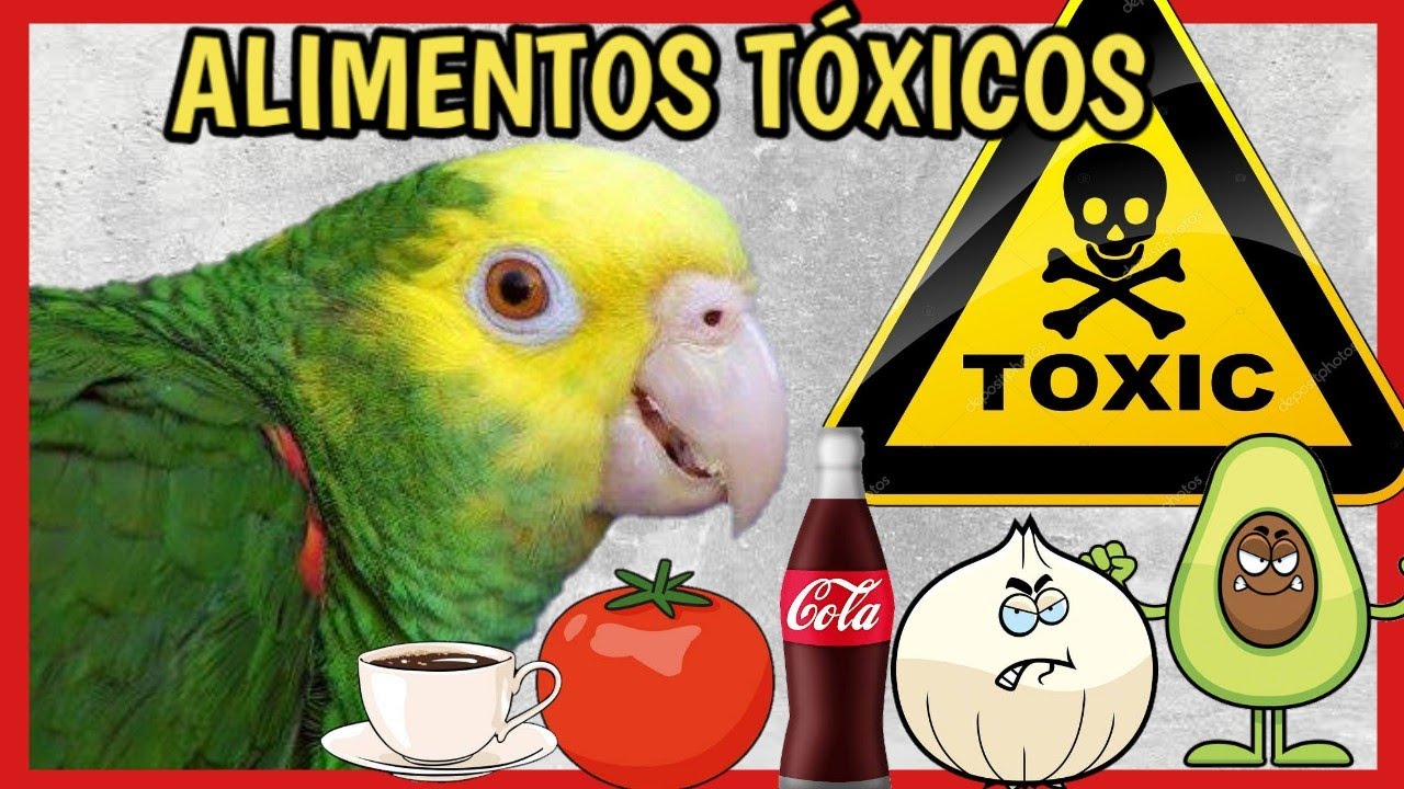 Alimentos TÓXICOS para LOROS 🦜☠️ que puede DAÑAR al Ave!