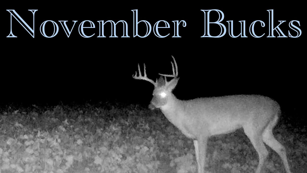 Bucks at Night | Trail Camera Set to Music