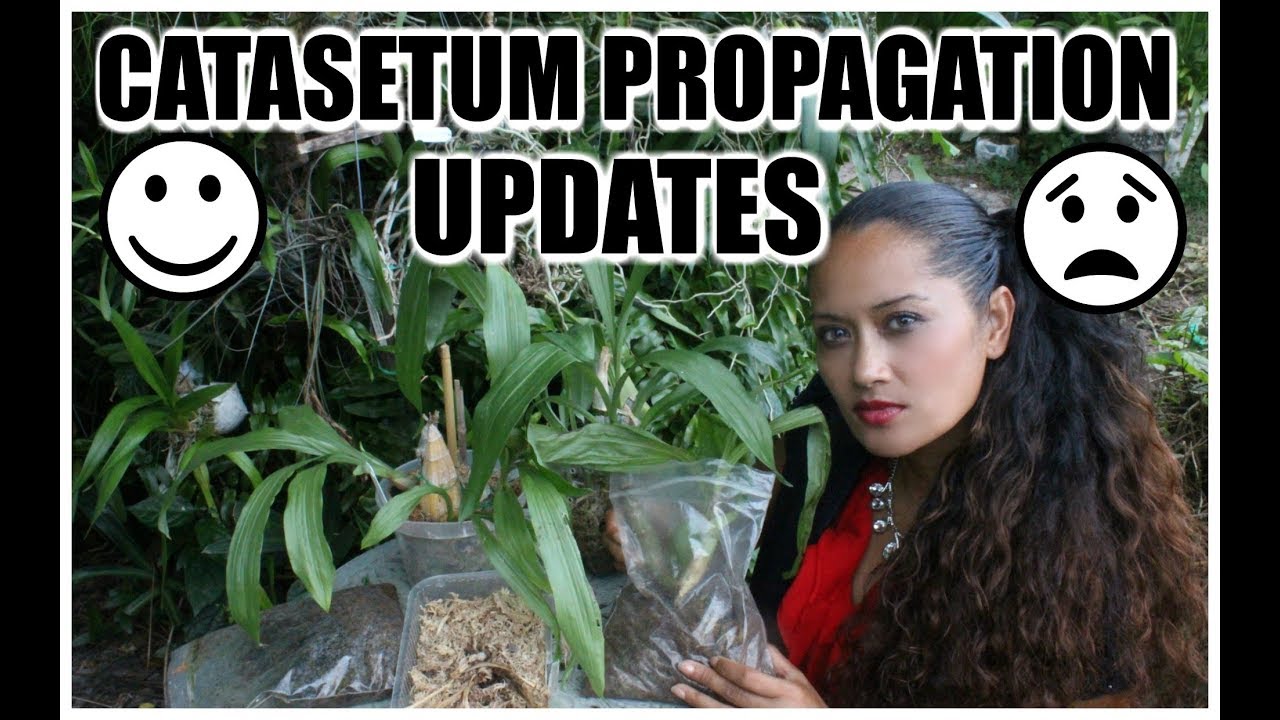 CATASETUM PROPAGATION UPDATE