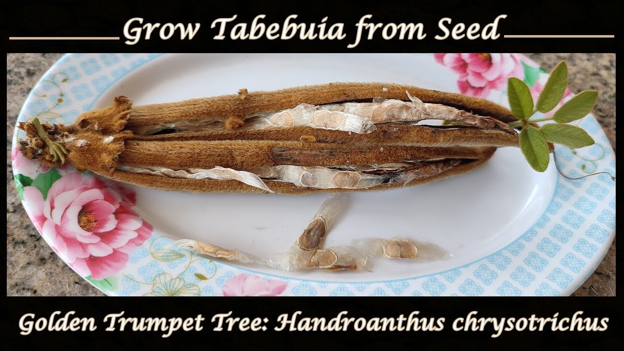 Grow Tabebuia/Golden Trumpet Tree from Seed!