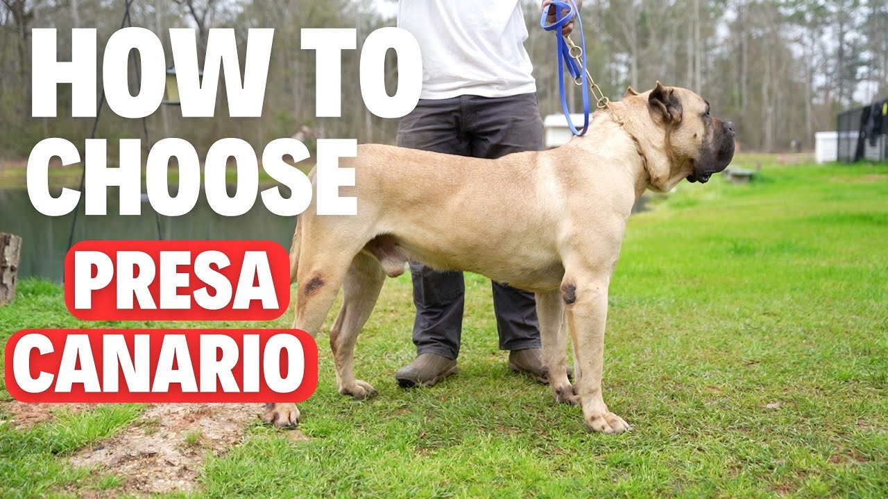 Как выбрать PRESA CANARIO (на что обратить внимание)