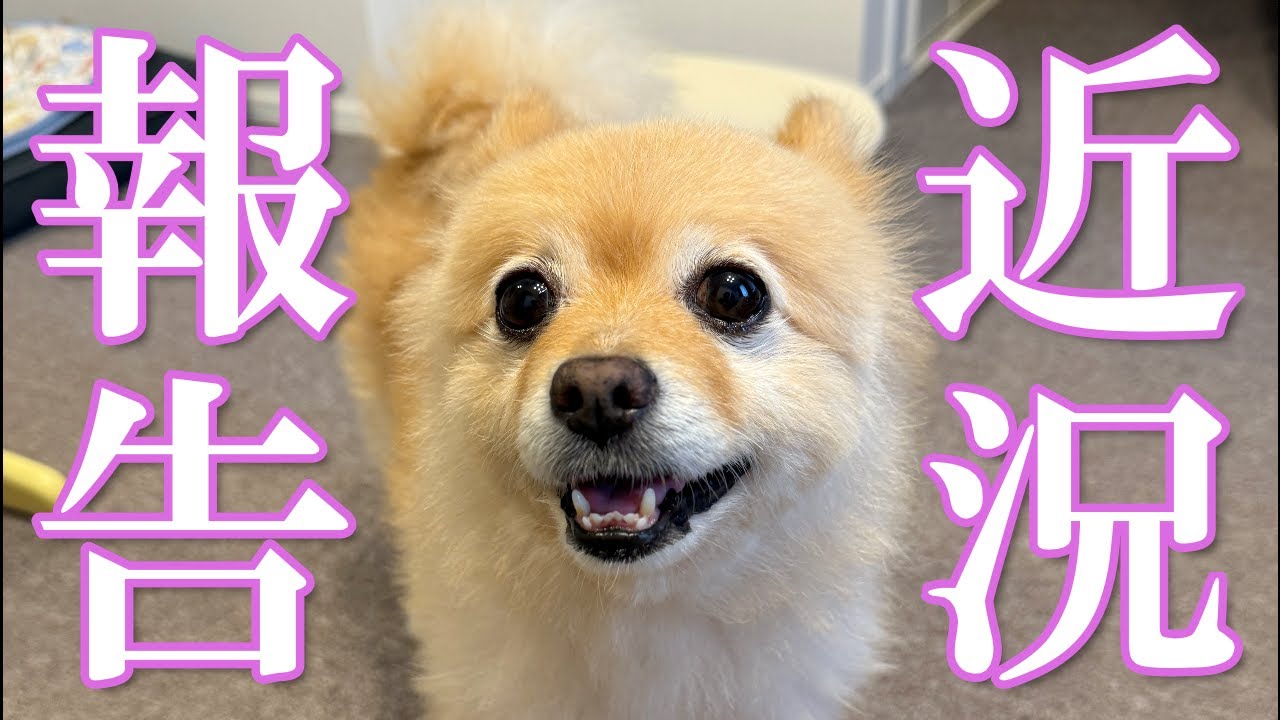 【近況報告】最近の我が家について