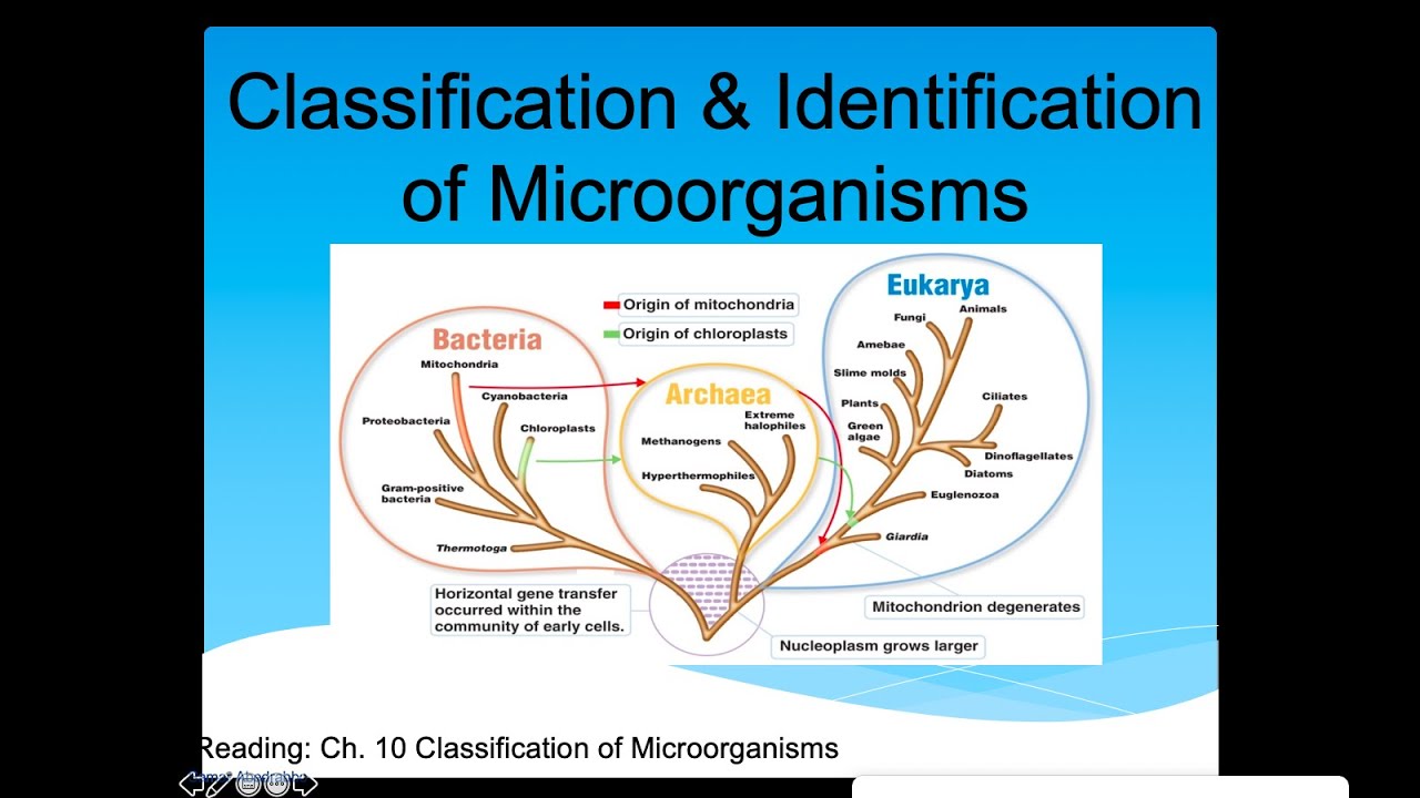 Classification and Identification of Microbes Lecture (Phenotype &  Genotype)