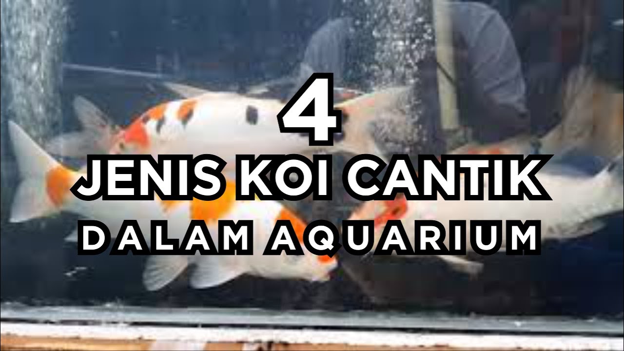 4 JENIS KOI CANTIK DALAM AQUARIUM || IKAN HIAS PEDIA