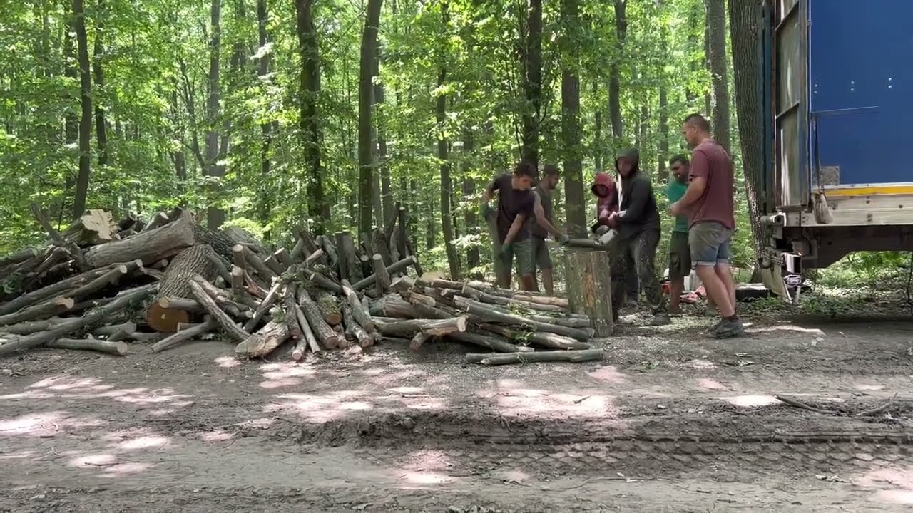 Brutal Chainsaw Work in the Forest