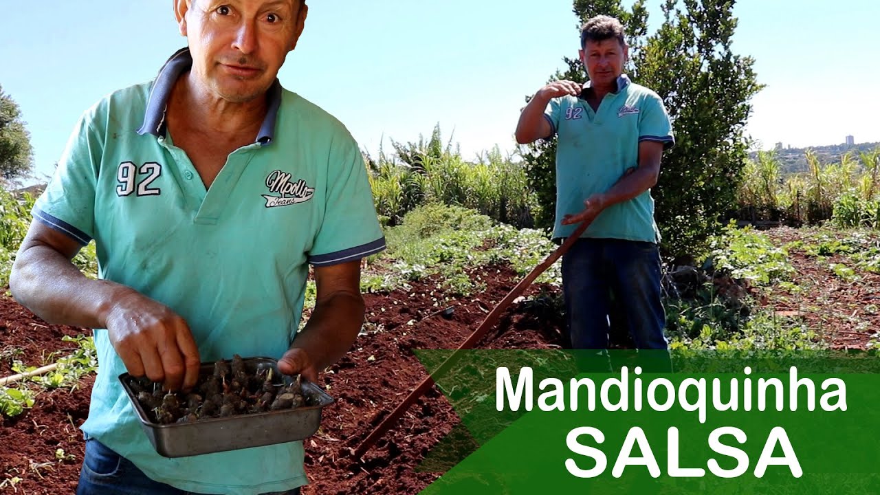 Mandioquinha SALSA | Agricultura Familiar no plantio de Mandioca