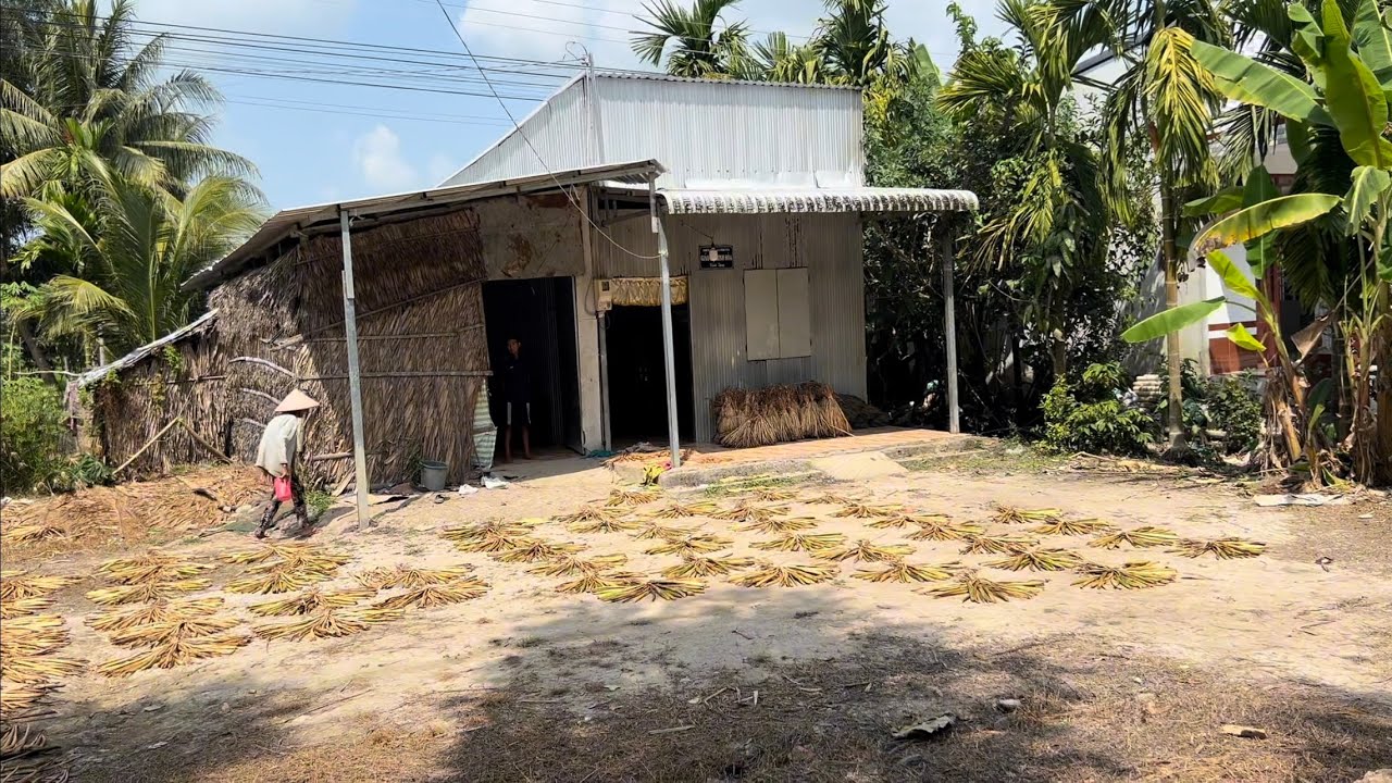 Khám Phá Vùng Quê Yên Bình - Kênh Chụn Sà Đơn - Bà Cụ Lôm Khom Phơi Lục Bình- Nét Đẹp Miền Tây. 