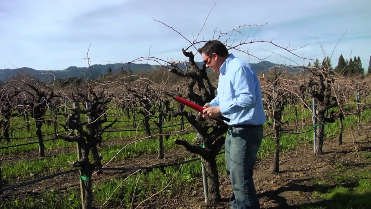 Pruning Head Trained Old Vine Zinfandel