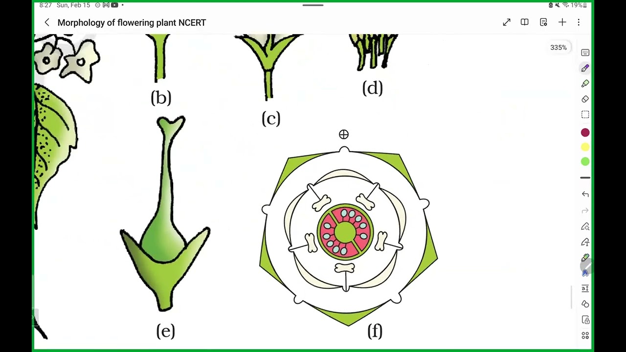 Fruit, seed, all Families | Morphology of flowering plant | DDC